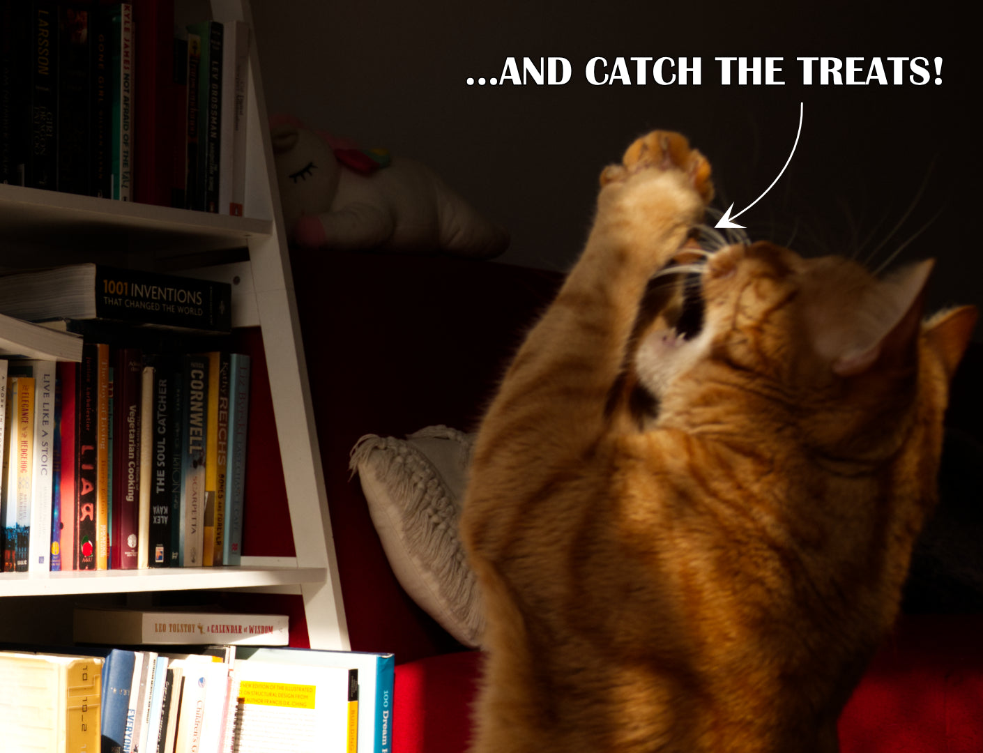 The Cat-a-pult